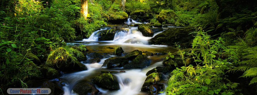 Stream Forest Cover Photo