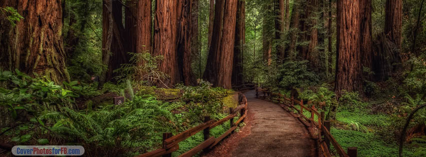 Cathedral Grove Rainforest Cover Photo