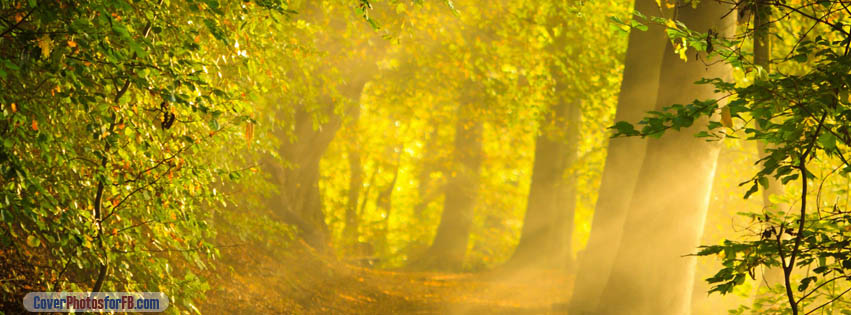 Enchanted Forest Cover Photo