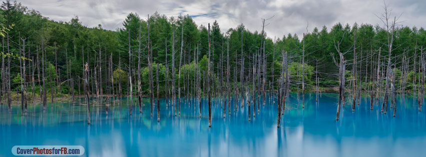 Flooded Forest Cover Photo