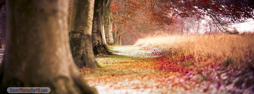 Forest Autumn Leaves Cover Photo