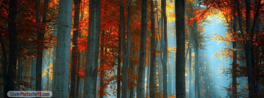 Autumn Sunrise Forest Cover Photo