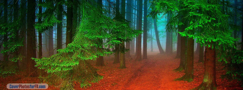 Forest Red Path Cover Photo