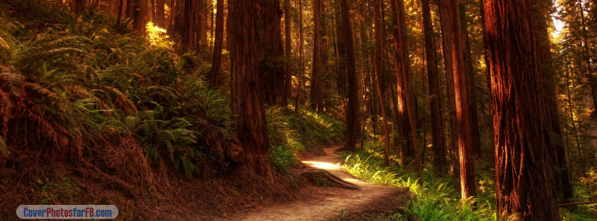 Forest Path Cover Photo