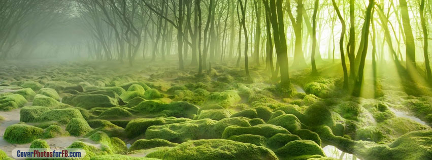 Green Sunrise Forest Cover Photo