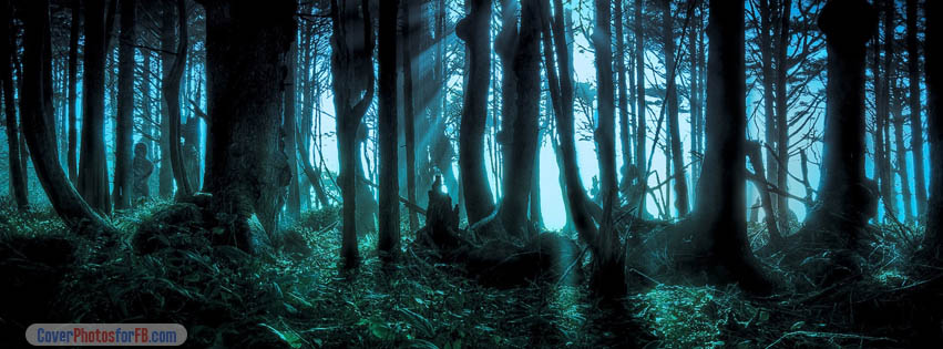 Mysterious Forest Cover Photo