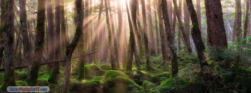Pine Forest Sunrise Cover Photo