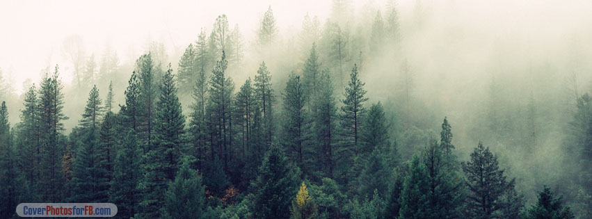 Morning Foggy Forest Cover Photo