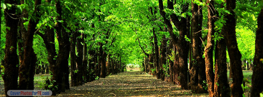 Green Trees Forest Cover Photo