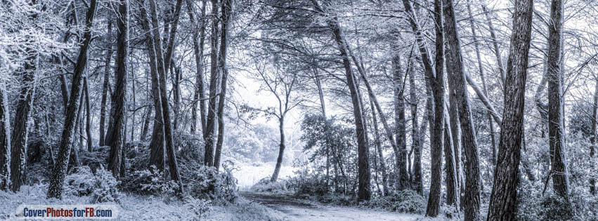 Snowfall In Forest Cover Photo