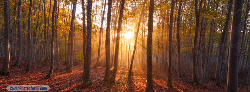Warm Sunrise Forest Cover Photo