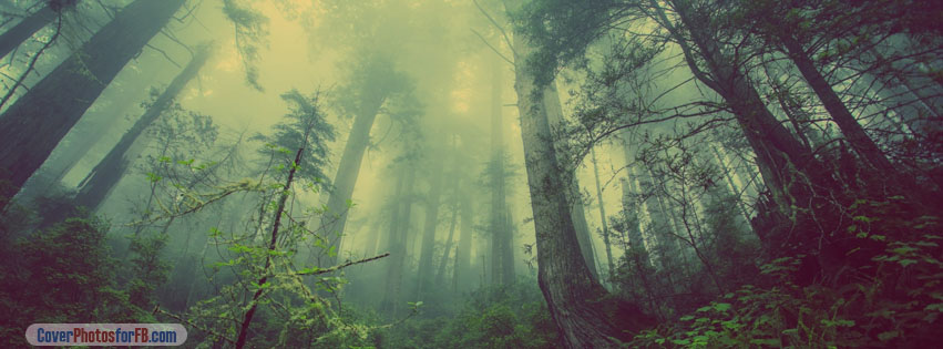 Foggy Forest Cover Photo
