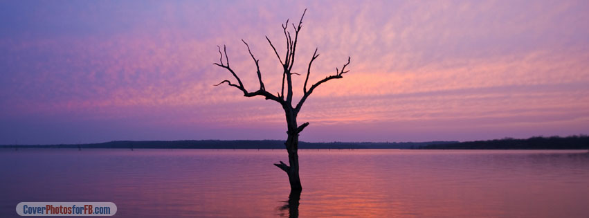 Tree In The Lake Sunset Cover Photo