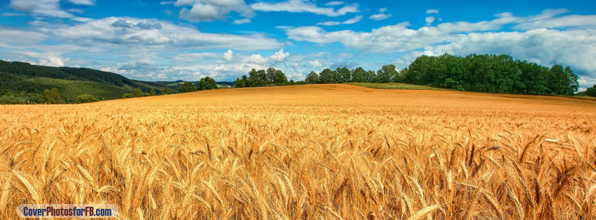 Golden Wheat Field Cover Photo