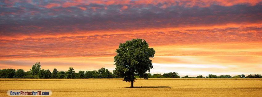 Lone Tree Cover Photo