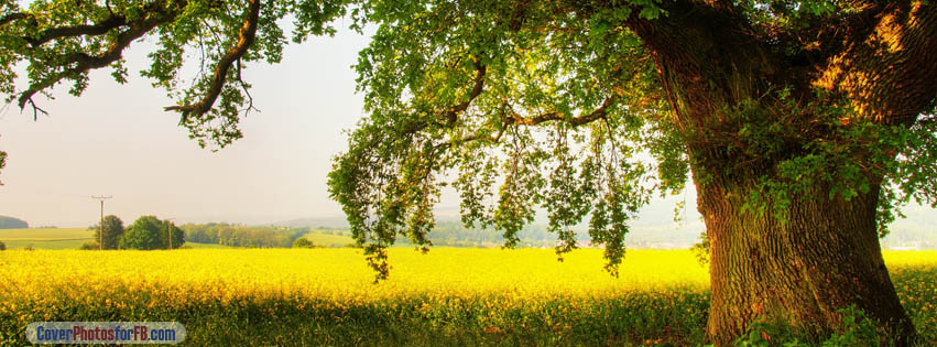 Oak Tree Cover Photo