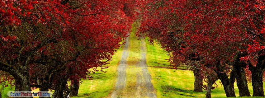 Red Foliage Trees Road Cover Photo