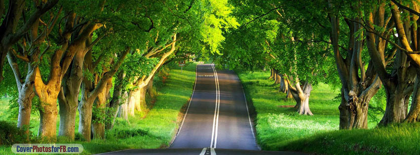 Summer Road Forest Cover Photo