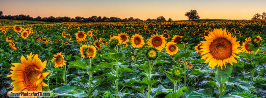 Sunflower Field Sunset Cover Photo