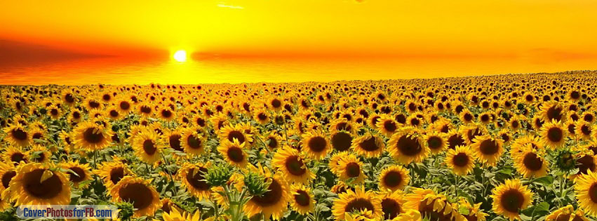 Sunset Over Sunflowers Field Cover Photo