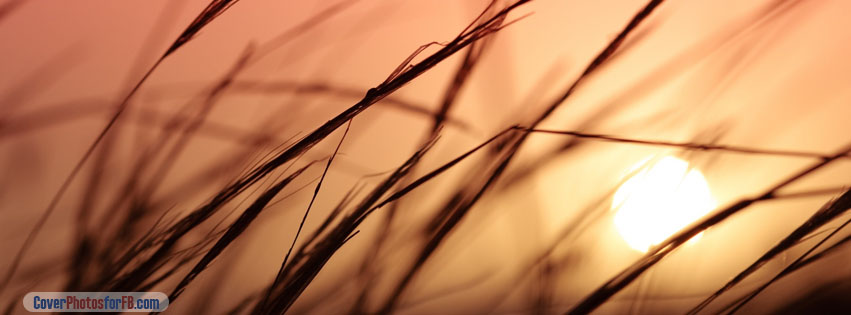Grass Sunset Cover Photo