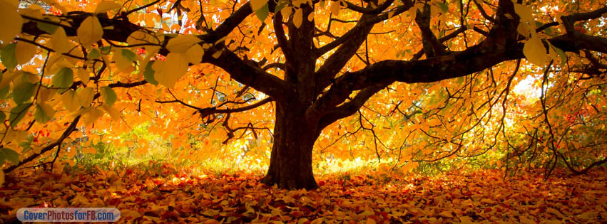 Autumn Tree Cover Photo