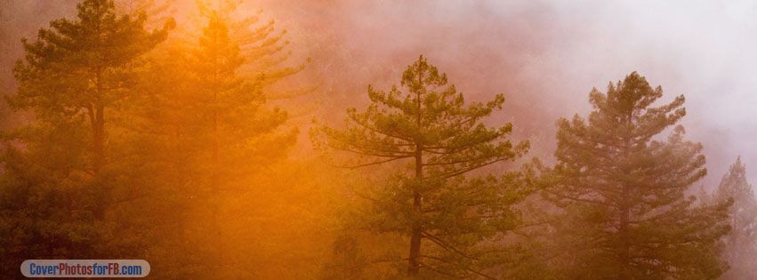 Fog Shrouded Forest Cover Photo