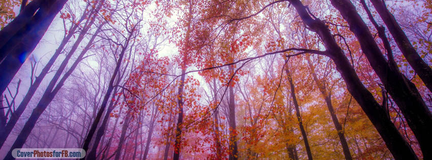 Foggy Colors Cover Photo