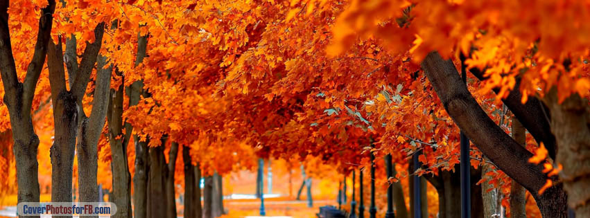 Orange Trees Fall Cover Photo