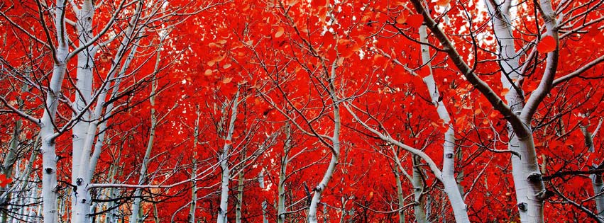 Red Autumn Cover Photo