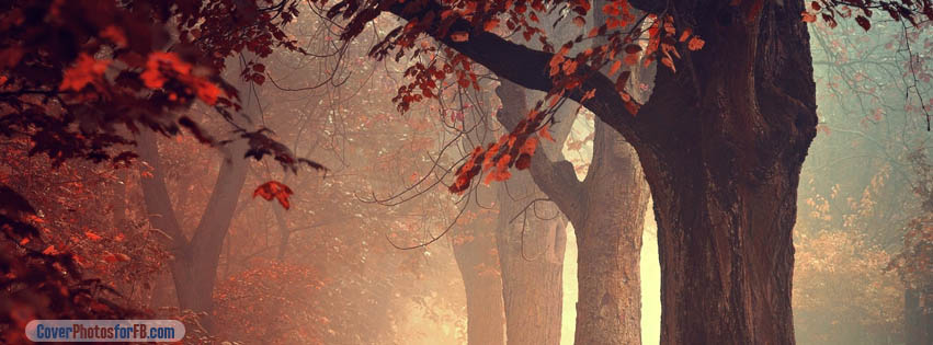 Red Forest Tree Cover Photo