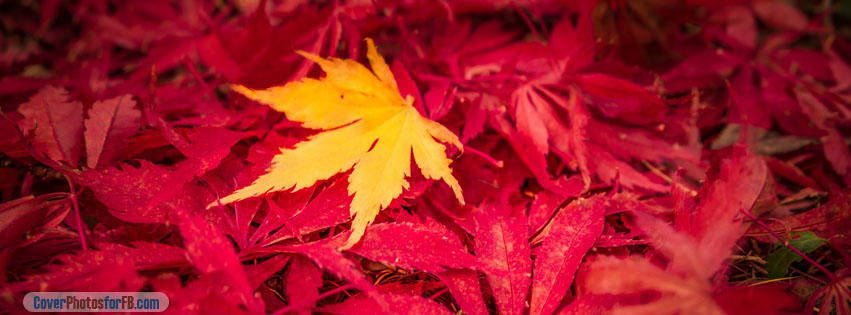 Yellow Fall Leaf Cover Photo