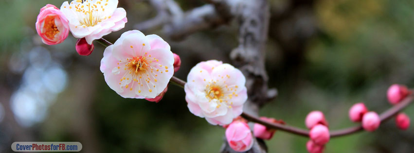 Apricot Blossoms Cover Photo