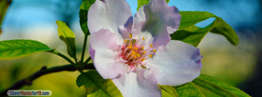 Beautiful Blossom Macro Cover Photo