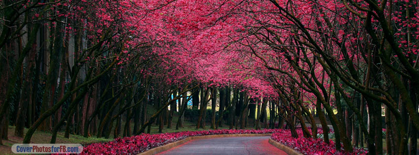 Blooming Trees Alley Cover Photo