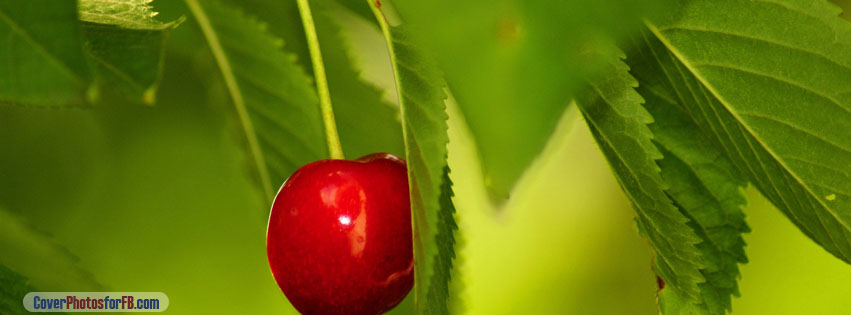Cherry Fruit Tree Cover Photo
