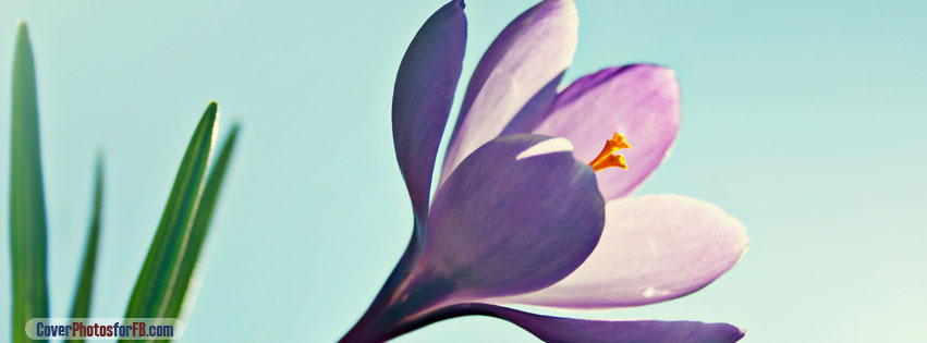 Crocus Flower Cover Photo