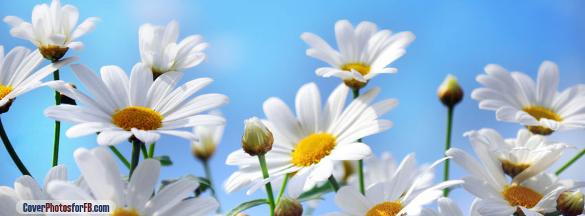 Daisies Cover Photo