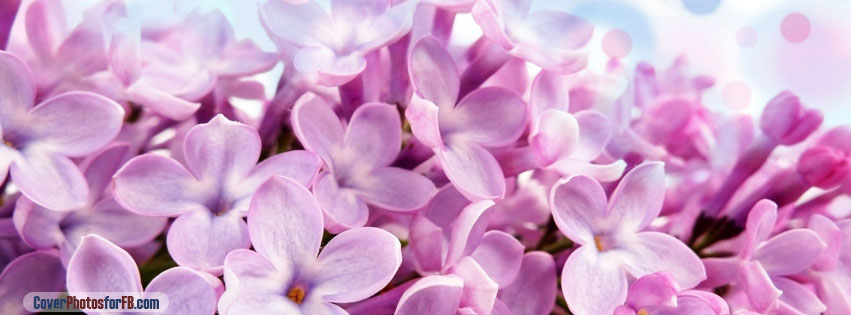 Lilac Macro Cover Photo