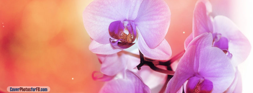Orchid Flowers Cover Photo