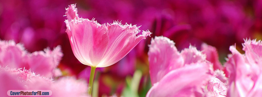 Pink Tulips Cover Photo