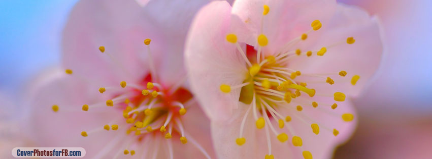 Plum Blossom Macro Cover Photo