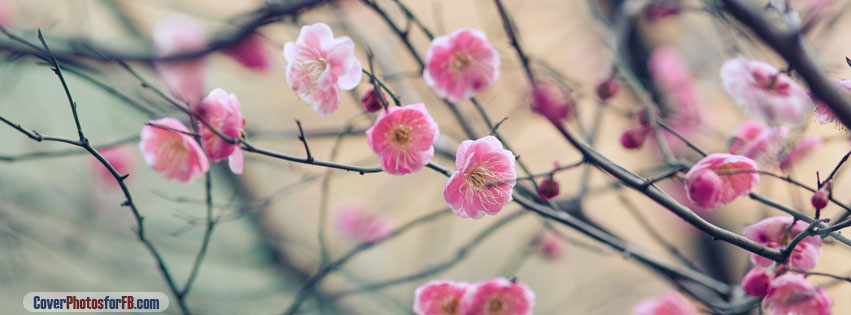 Plum Blossom Cover Photo
