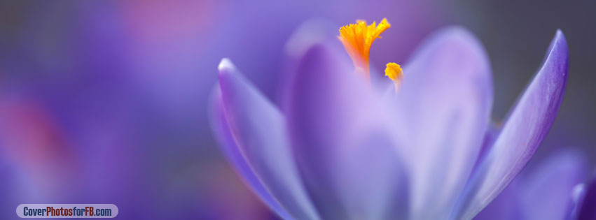 Spring Crocus Cover Photo