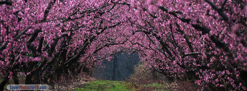 Tree Arch Cover Photo