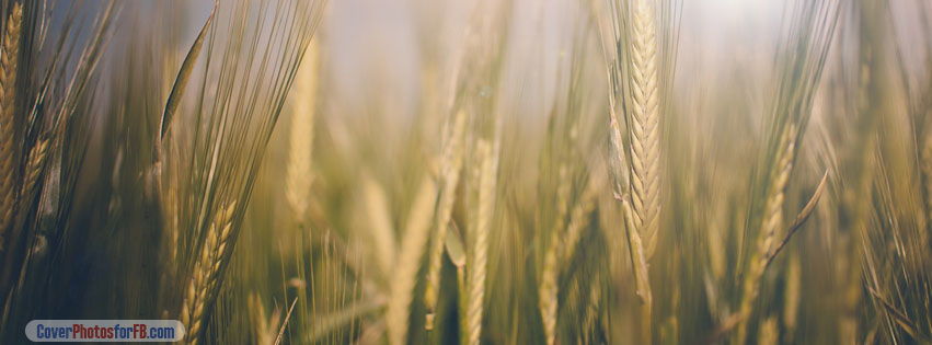Wheat Spikelets Close Up Cover Photo