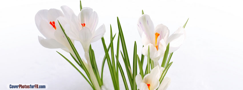 White Crocus In The Snow Cover Photo