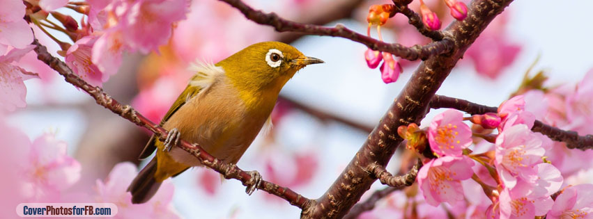 Yellow Bird On A Cherry Blossom Tree Branch Cover Photo