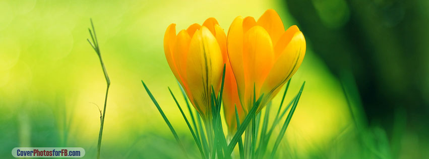 Yellow Crocus Flowers Cover Photo