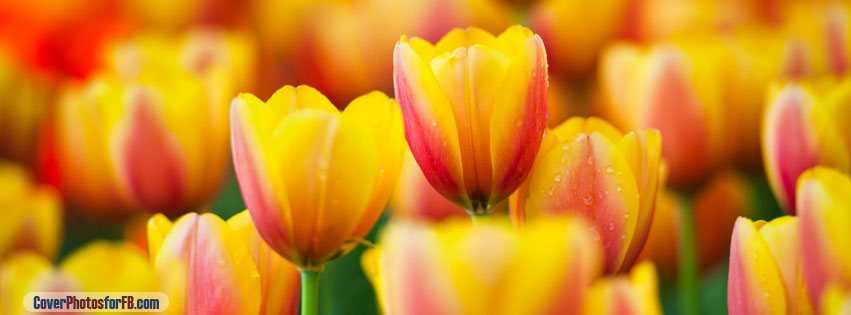 Yellow Pink Tulips Cover Photo